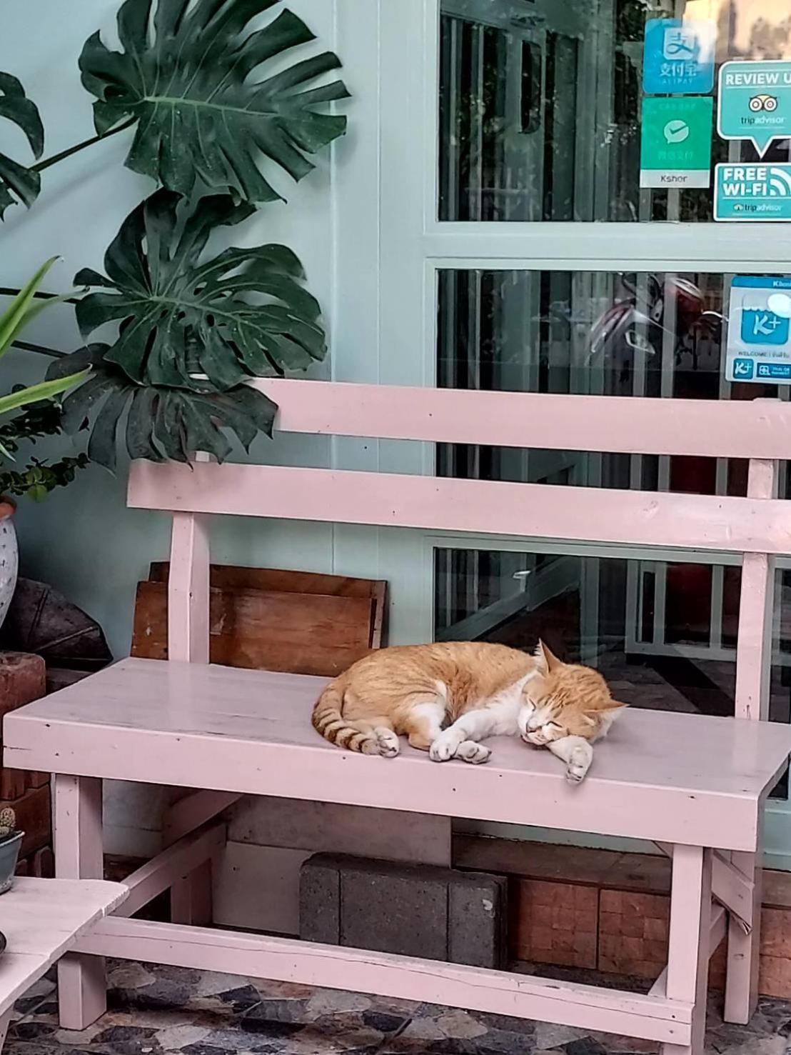 The Commonroom Cnx Chiang Mai Zewnętrze zdjęcie
